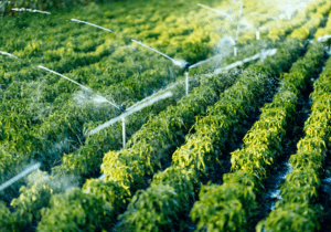 Carriff - irrigation system